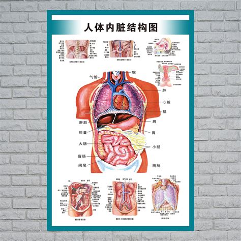 內臟有哪些|人體器官列表